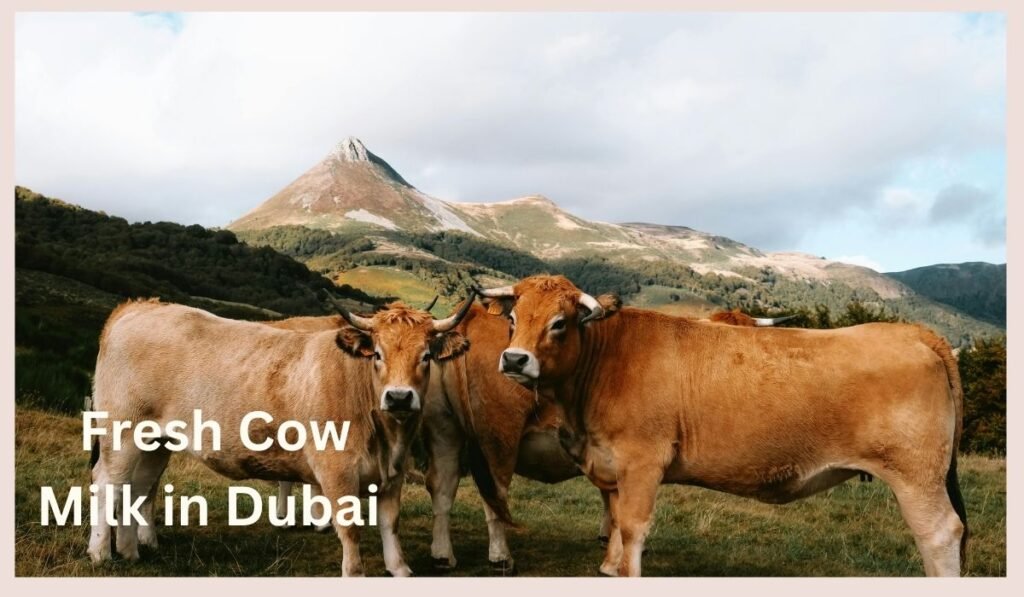 Healthy brown cows grazing in a green field, representing fresh and natural cow milk in Dubai.