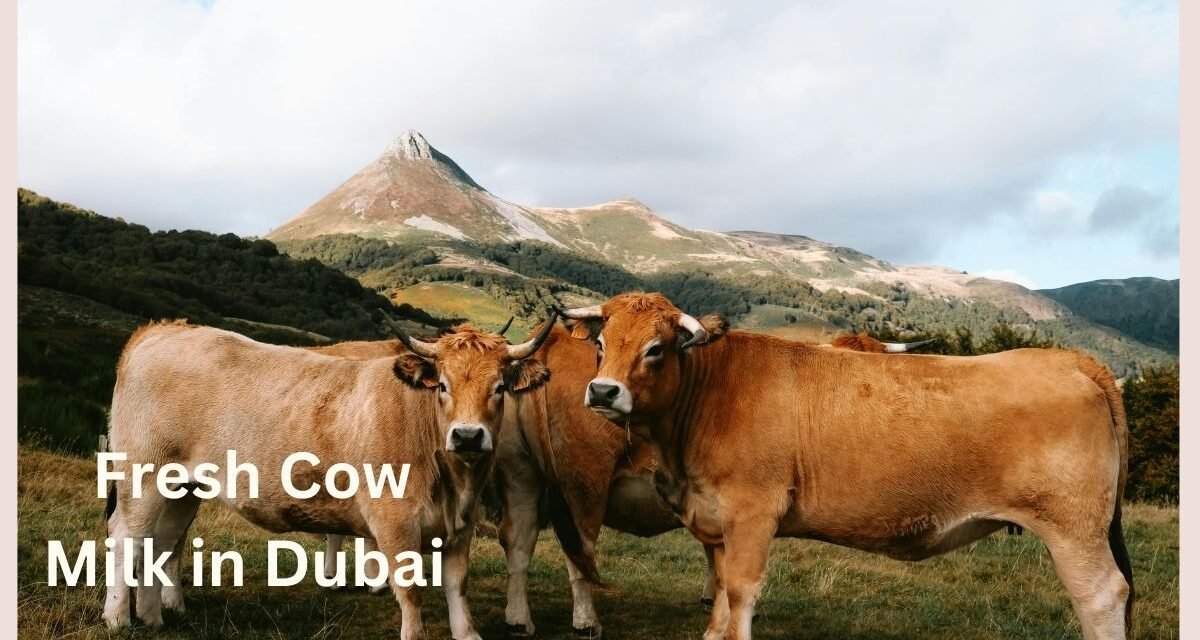 Fresh Cow Milk in Dubai | Home Delivery of Pure Milk