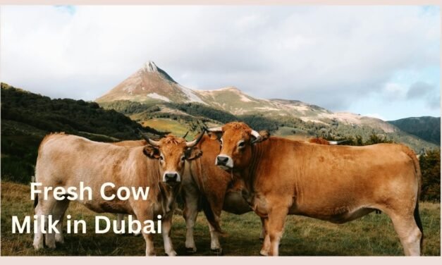 Fresh Cow Milk in Dubai | Home Delivery of Pure Milk