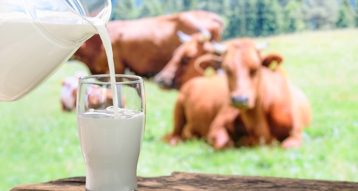 Cow Milk in Dubai | 100% Pure & Fresh  | Home Delivery Service