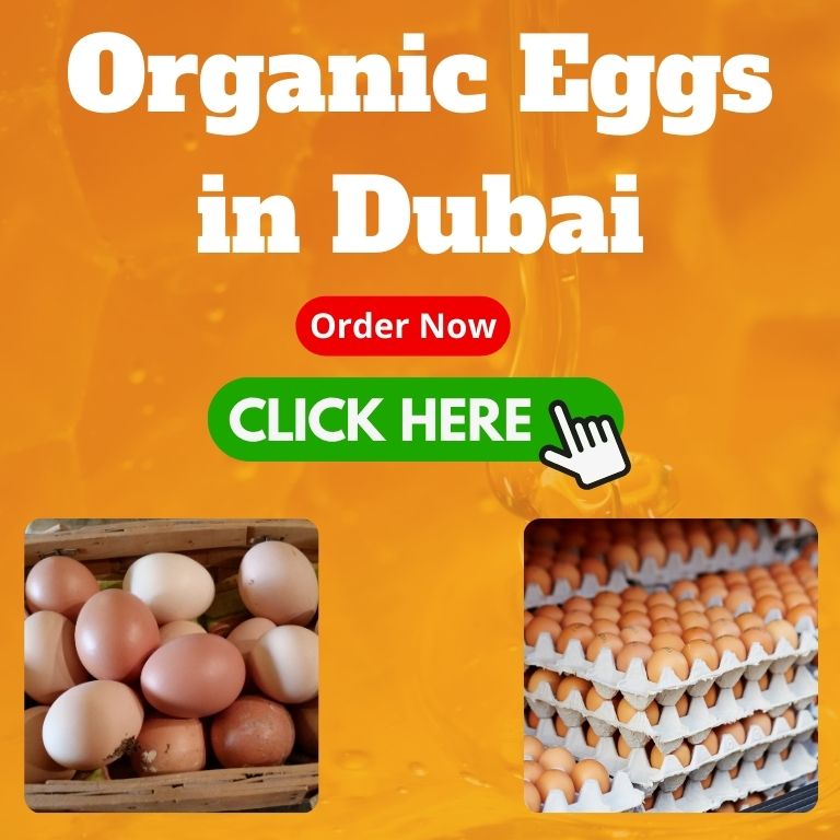 organic eggs in Dubai - order now