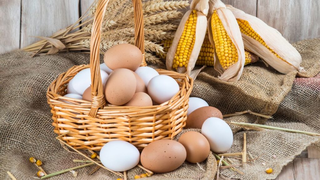 organic eggs in dubai