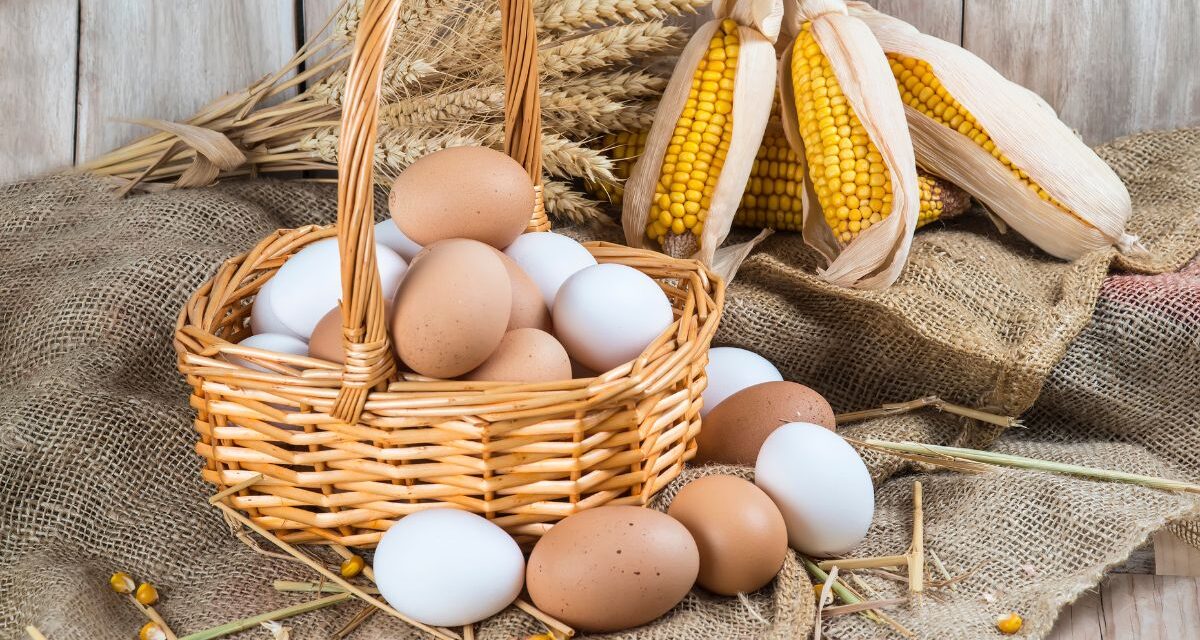 Kickstart Your Day With Free Range Organic Eggs in Dubai
