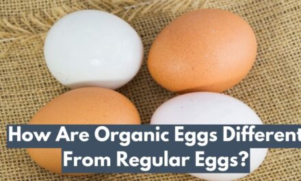 How Are Organic Eggs Different From Regular Eggs?