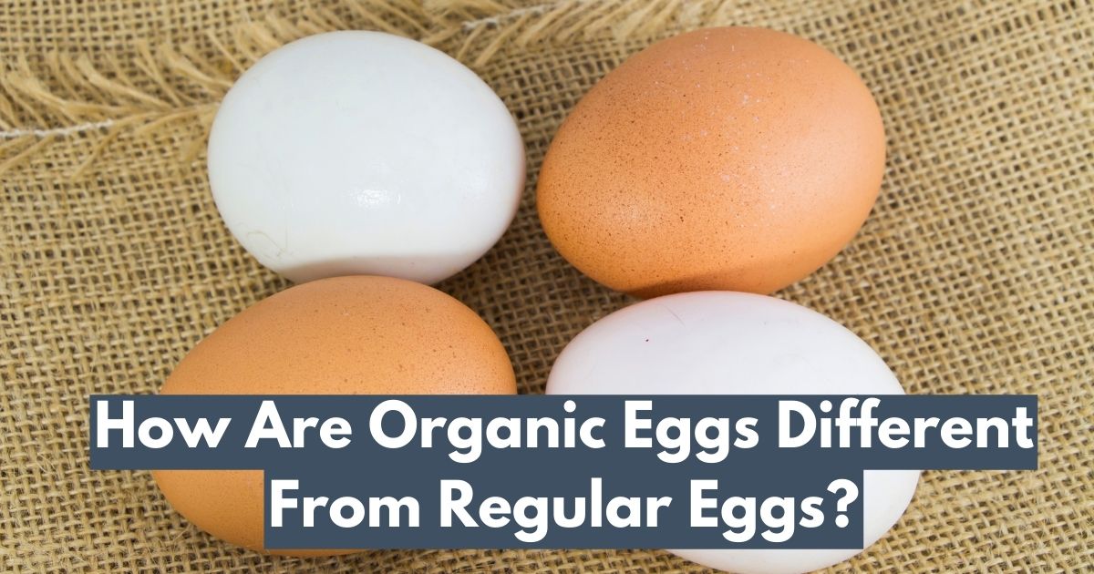 How Are Organic Eggs Different From Regular Eggs?