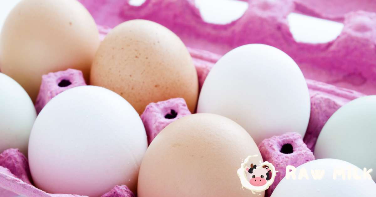 Egg Nutritional Content