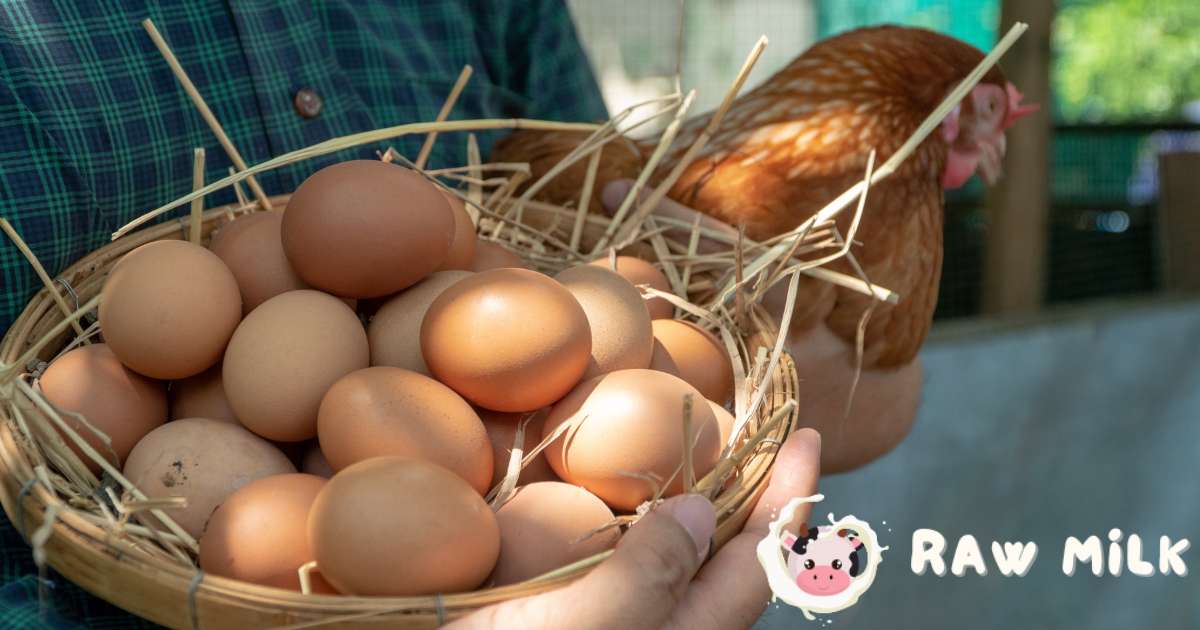Organic egg farms try to take care of the environment by using natural ways to grow food and keep pests away. They also rotate crops and make compost, which helps the soil and plants grow better.