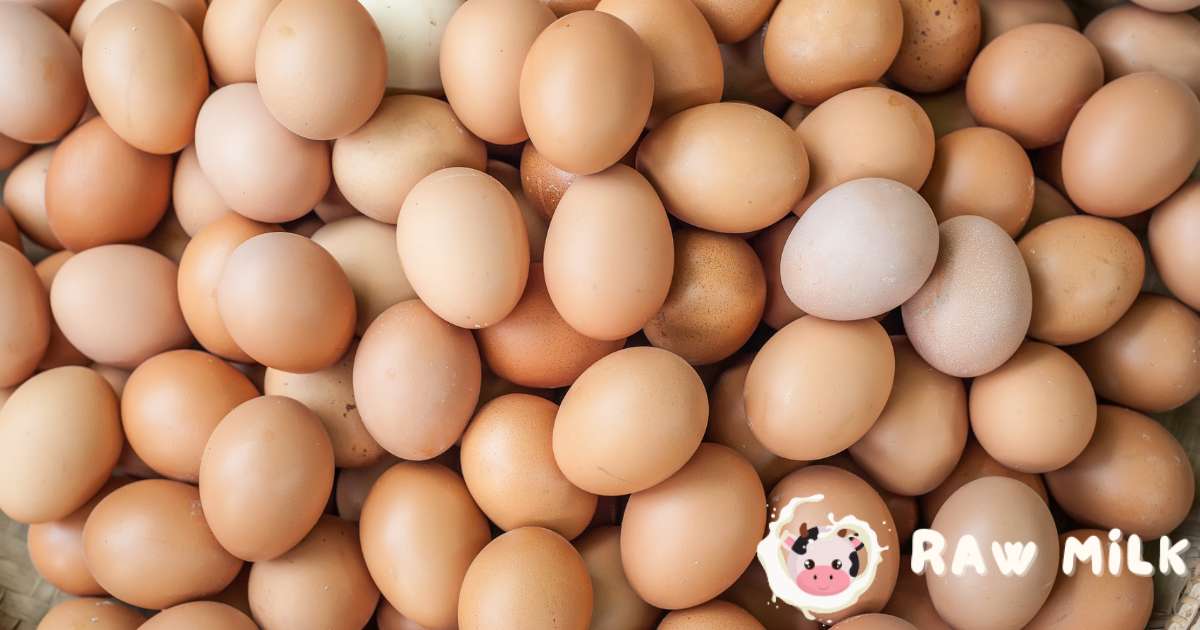 What are Organic Eggs?