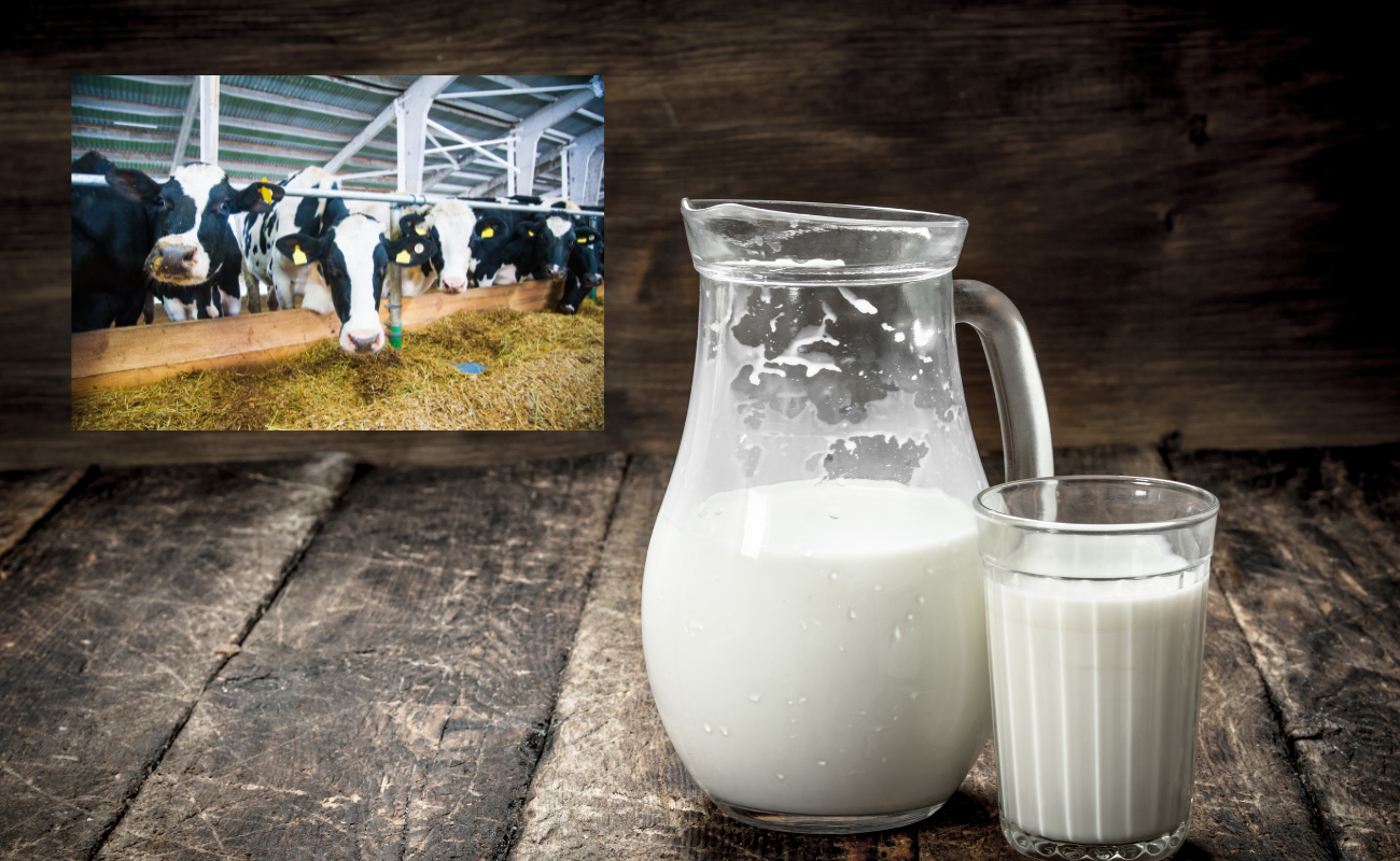 Cow Milk in Ajman