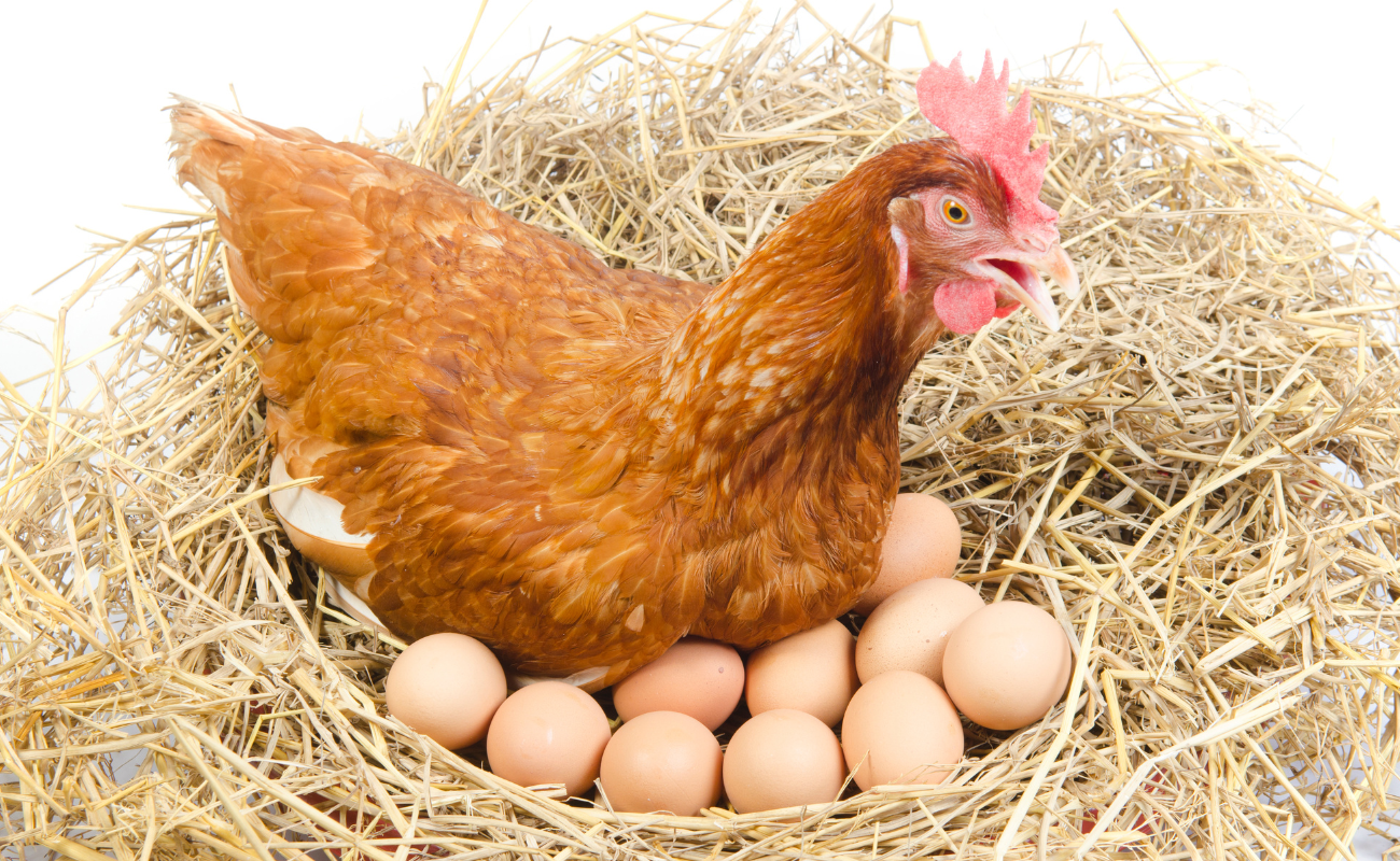 Farm Fresh Eggs