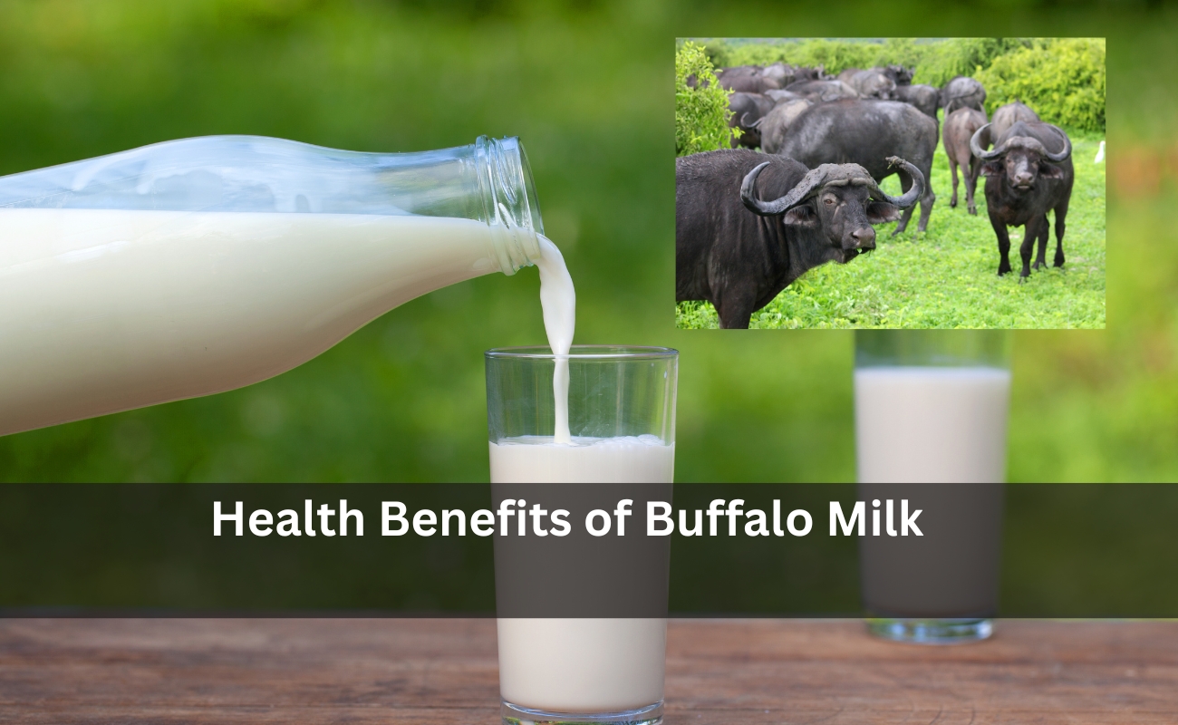 Health Benefits of Buffalo Milk