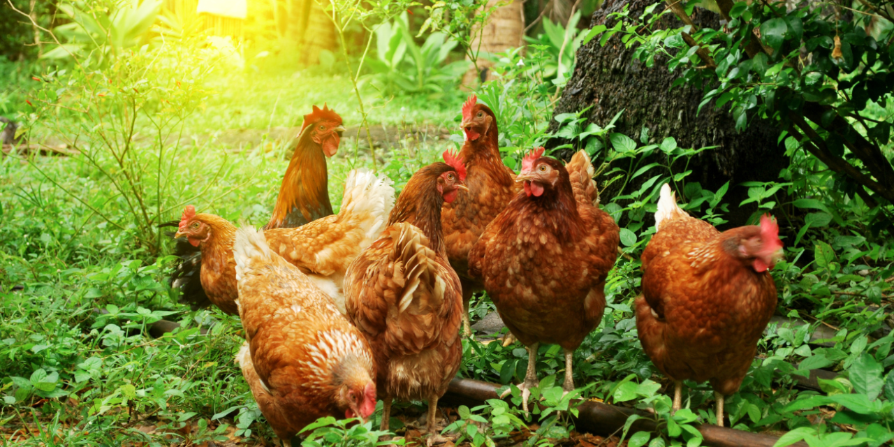 Why Choosing Farm Fresh Eggs Is a Game Changer for Your Health and Taste Buds