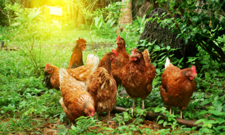 Why Choosing Farm Fresh Eggs Is a Game Changer for Your Health and Taste Buds